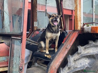 Border Collie dogs Collie pups - Advert 3