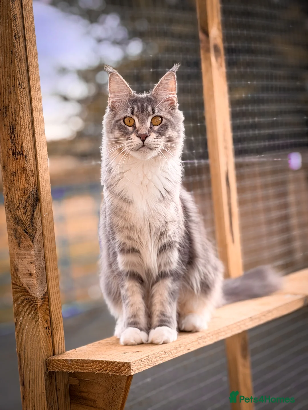 Maine Coon cats for sale: Maine coon female (PET HOME ONLY) - Advert 1