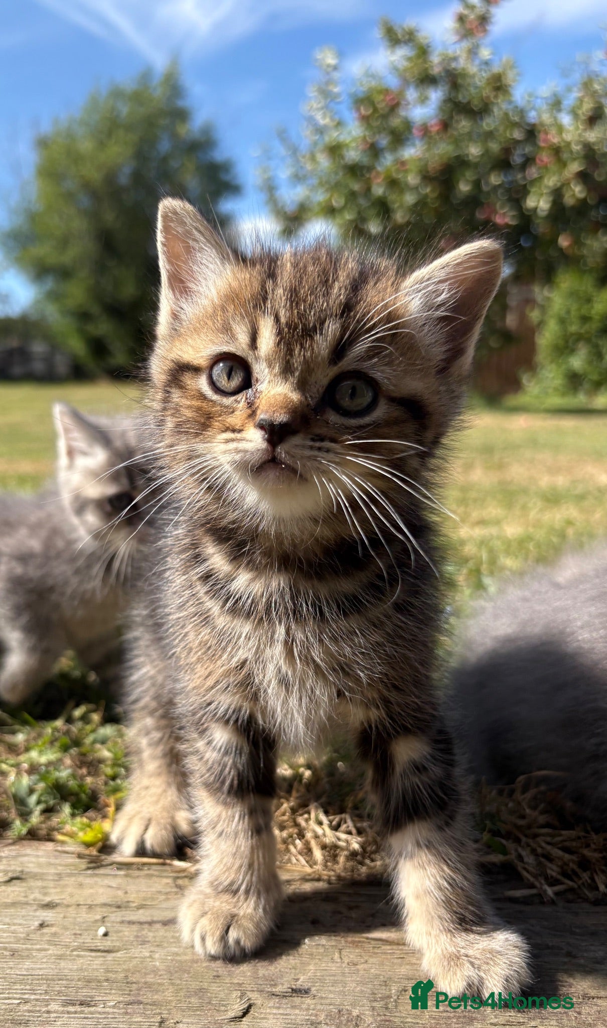 Exotic cats Exotic cross kitten  - Advert 8