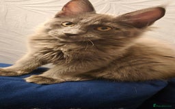 Maine Coon cats for sale: Maine Coon Glasgow AVAILABLE  - Image 29