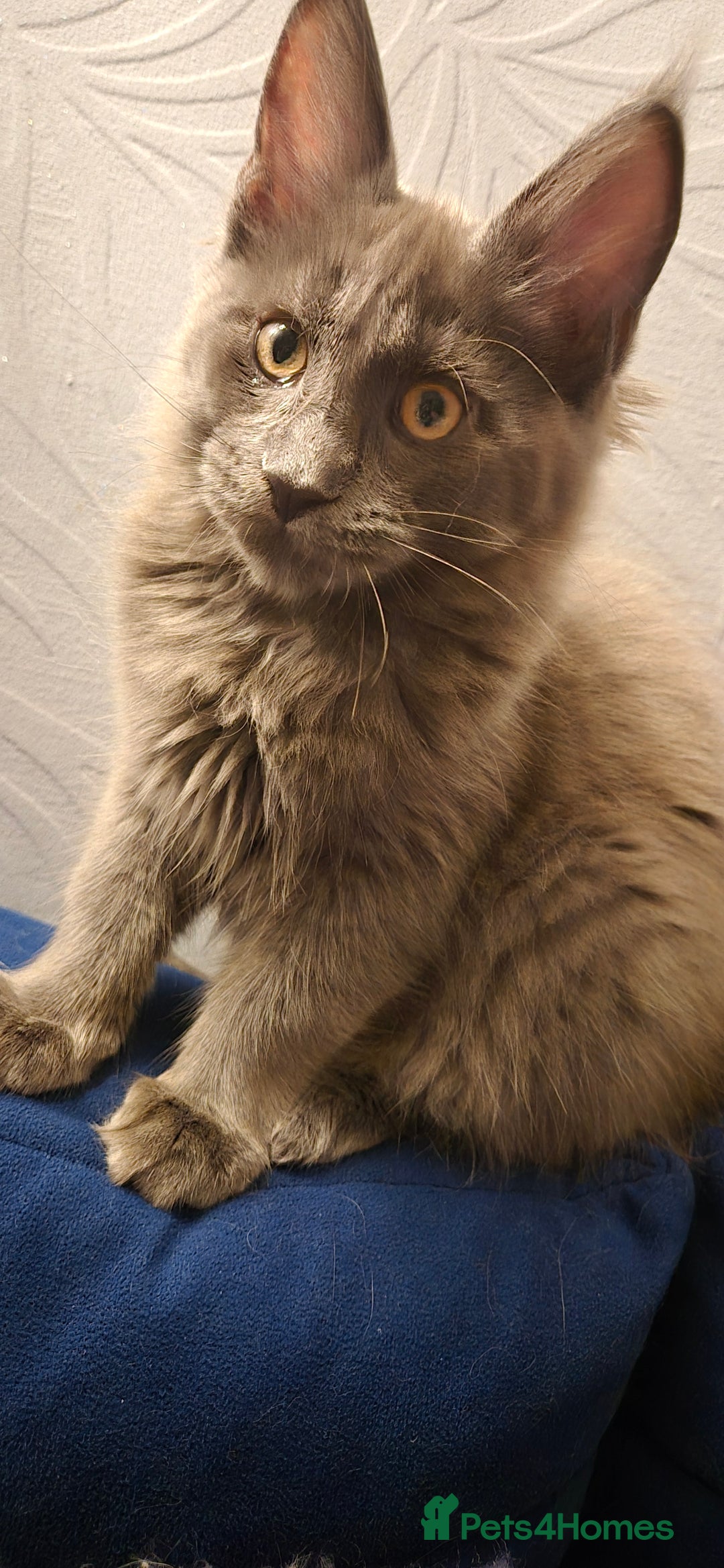 Maine Coon cats for sale: Maine Coon Glasgow AVAILABLE  - Image 29