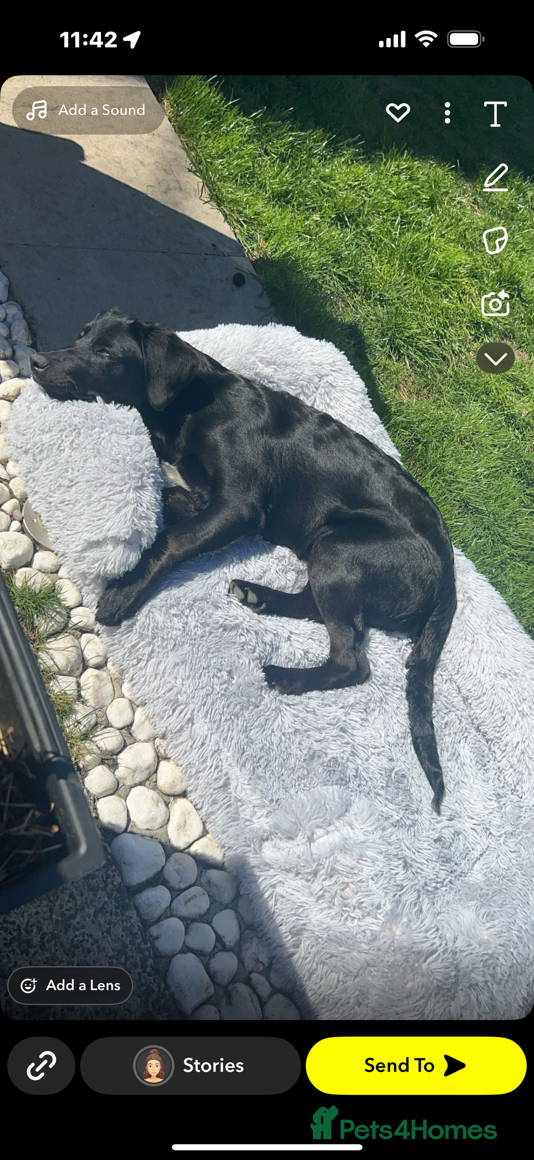 Mixed Breed dogs for sale: Labrador crossed with collie-kelpie - Image 3