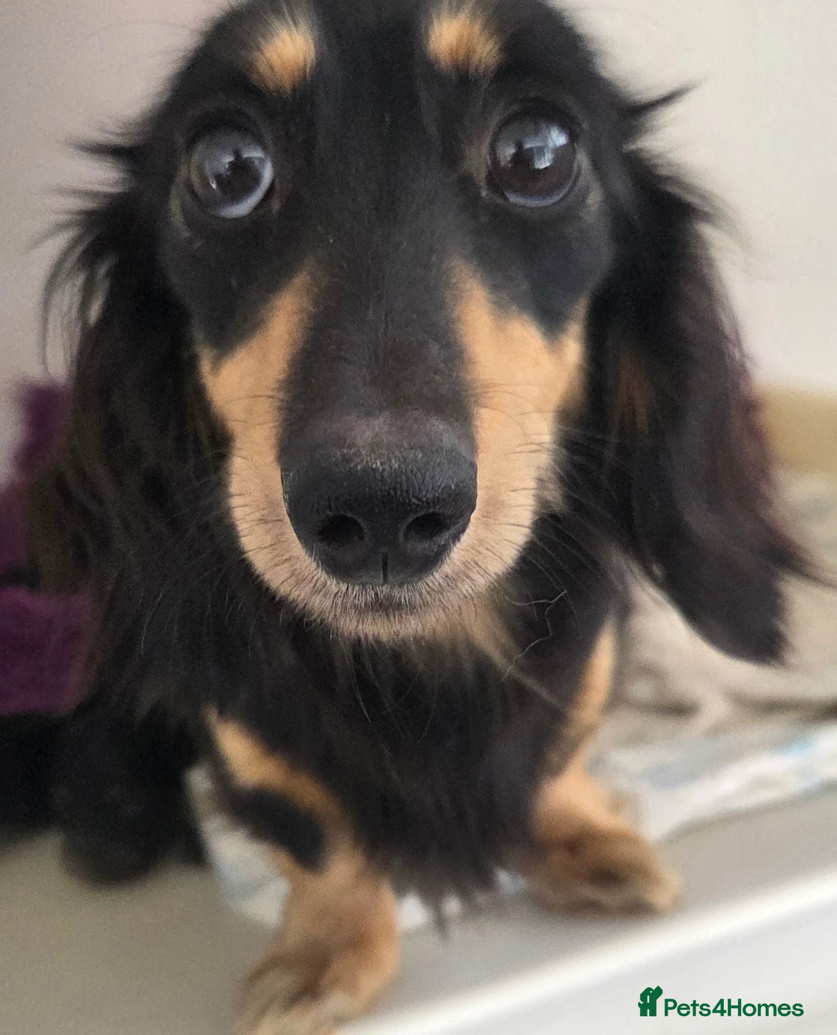 Miniature Dachshund dogs True longhaired minature dachshunds  - Advert 1