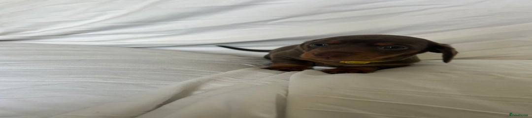 Miniature Dachshund Puppy 3