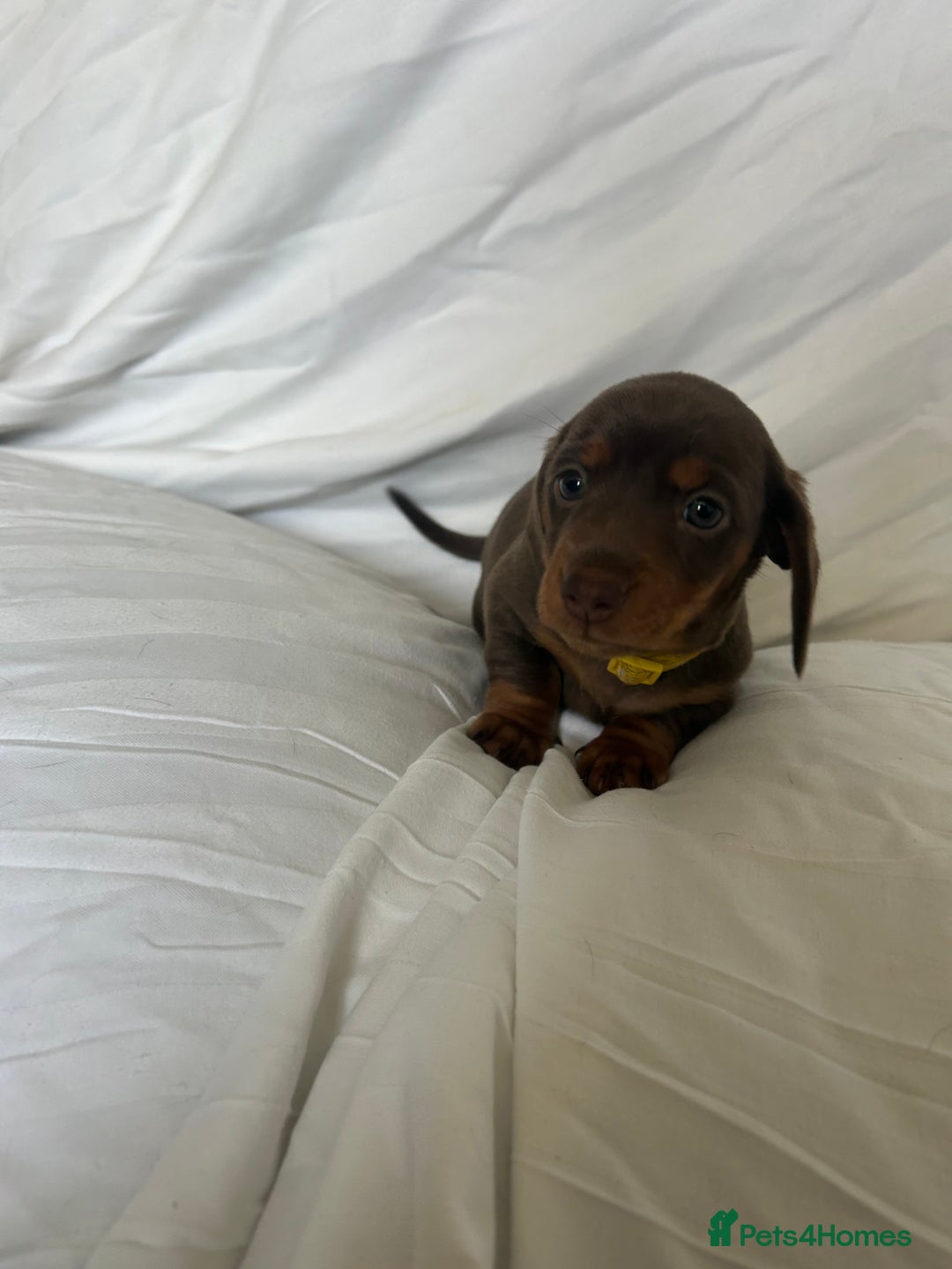Miniature Dachshund dogs for sale: Stunning miniature dachshunds - Image 2