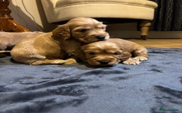 Cocker Spaniel dogs for sale: The Perfect Mix Cocker Puppies Working x Show  - Image 7