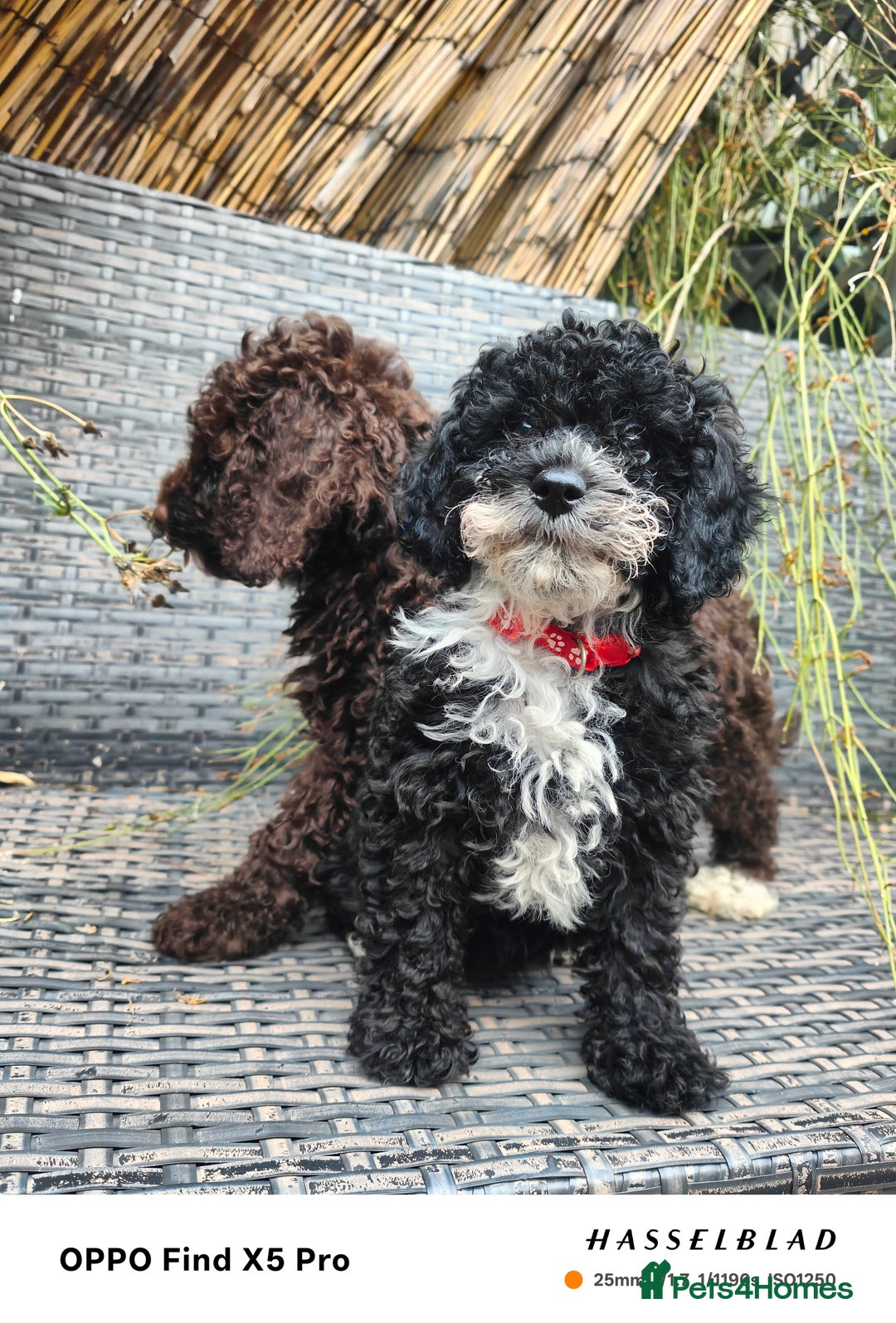 Cockapoo dogs for sale: Toy cockapoos READY NOW  - Image 29