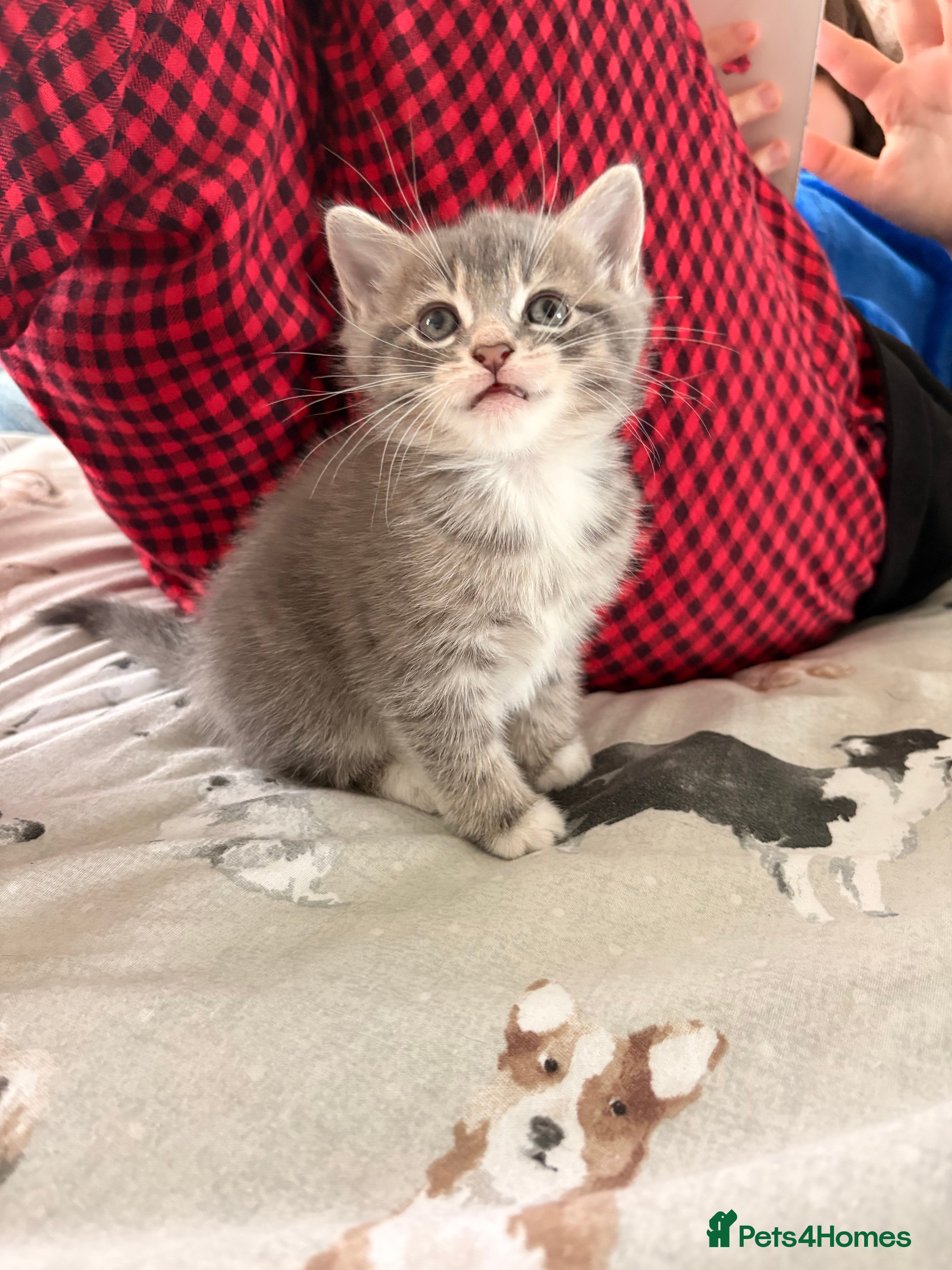 Domestic Shorthair cats Adorable Female Kittens - Advert 1