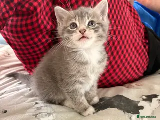 Domestic Shorthair cats Adorable Female Kittens - Advert 1