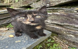 Mixed Breed cats for sale: 6 kittens for sale - Image 3