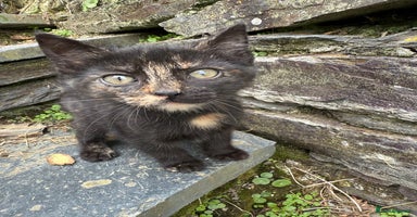 Mixed Breed cats - Advert 9