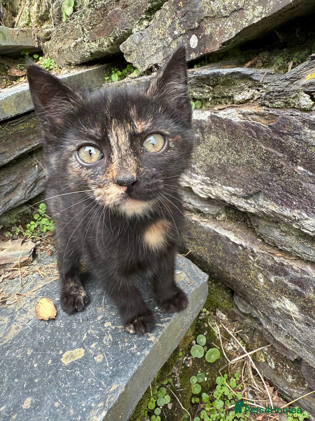 Mixed Breed cats for sale: 6 kittens for sale - Image 3
