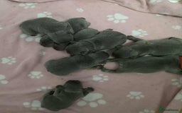 French Bulldog dogs for sale: BEAUTIFUL FRENCH BULLDOG PUPPIES  - Image 2