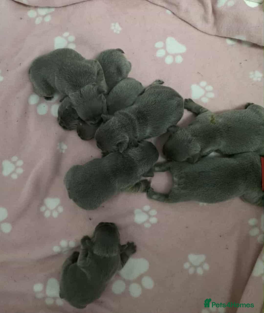 French Bulldog dogs for sale: BEAUTIFUL FRENCH BULLDOG PUPPIES  - Image 2