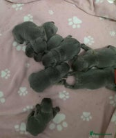 French Bulldog dogs BEAUTIFUL FRENCH BULLDOG PUPPIES - Advert 1