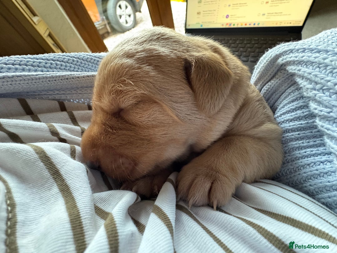 Labrador Retriever dogs for sale: Culm valley X Gold Celtic Warrior of Clearmeadow - Image 4
