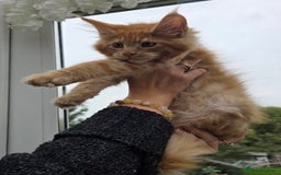 Maine Coon cats for sale: Registered Maine coon kittens  - Image 17