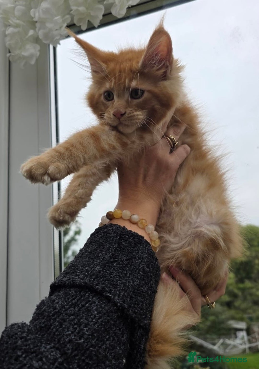 Maine Coon cats for sale: Registered Maine coon kittens  - Image 17