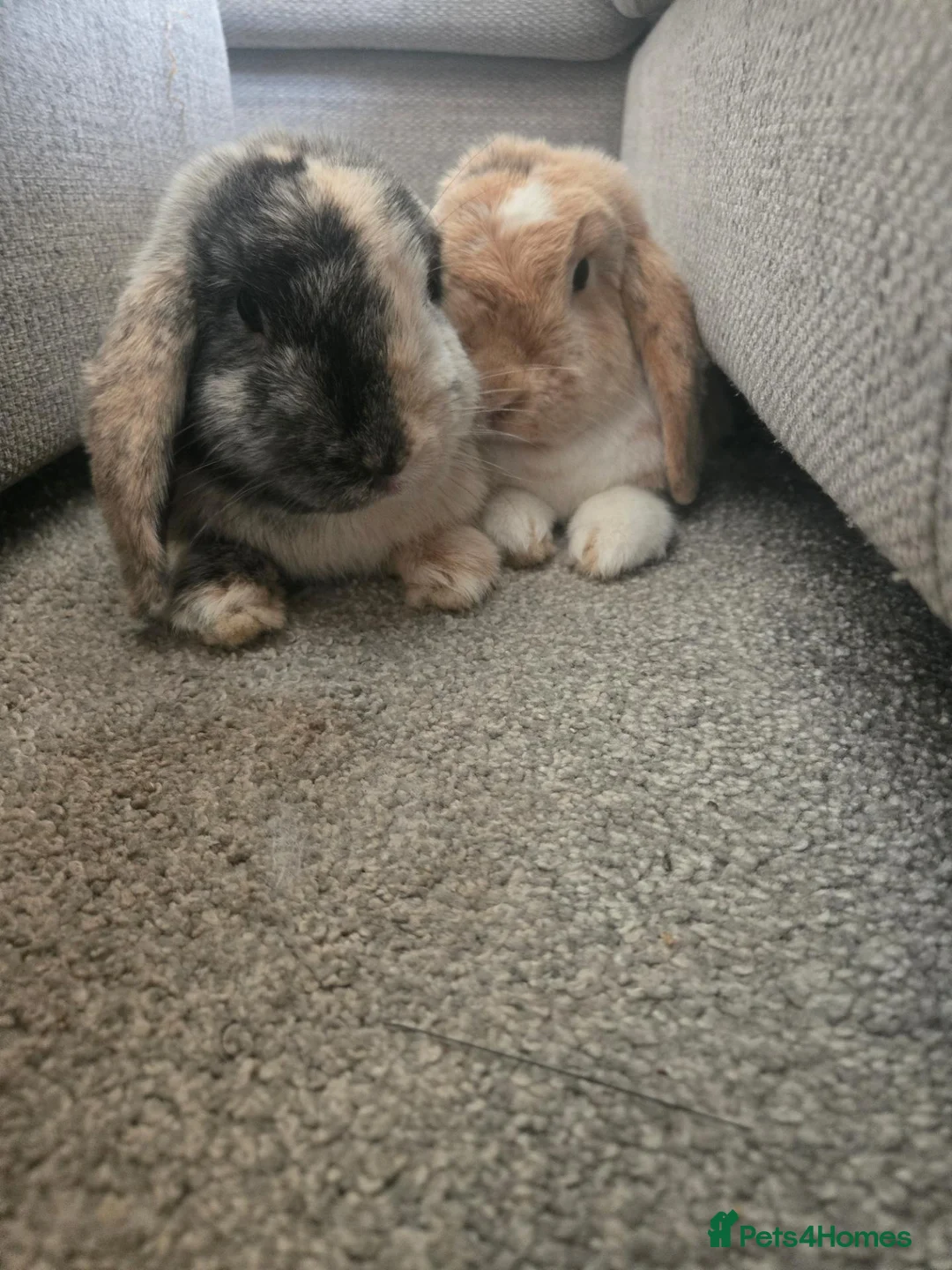 Dwarf Lop rabbits for sale: Bonded pair rabbits - Advert 4
