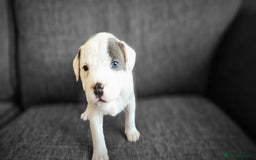 Staffordshire Bull Terrier dogs for sale: Blue&white and white&blue staffie pups - Image 4