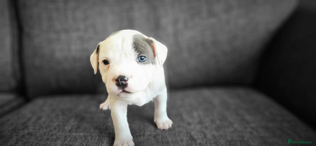 Staffordshire Bull Terrier dogs for sale: Blue&white and white&blue staffie pups - Image 4