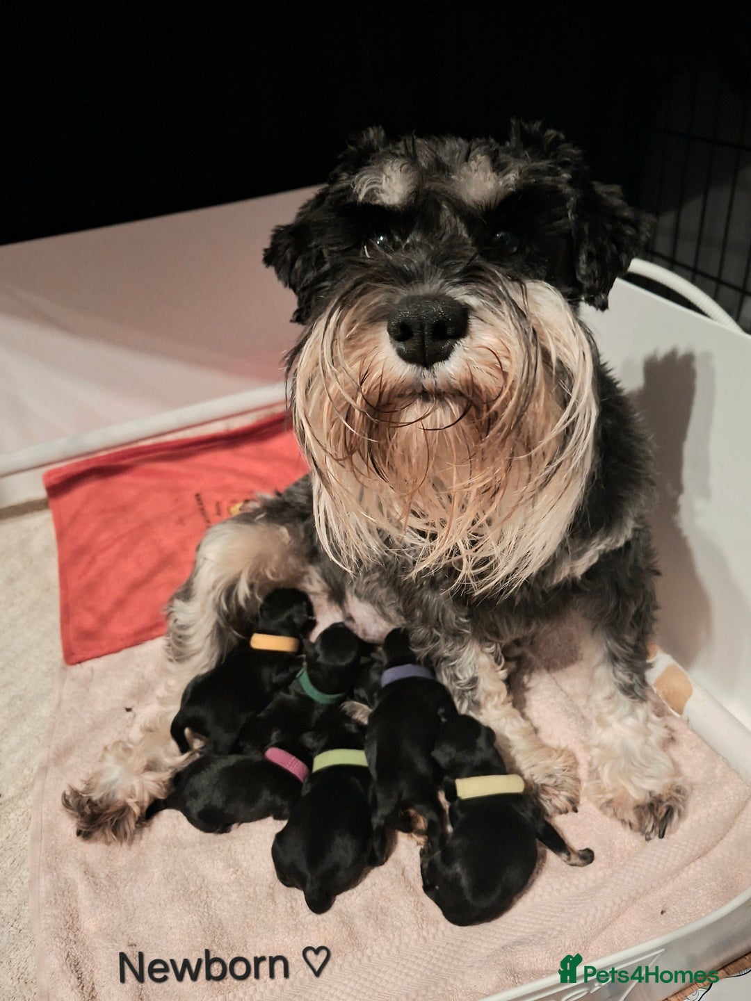 Miniature Schnauzer dogs for sale: Fantastic litter of Black and Silver pups K.C Reg - Advert 10