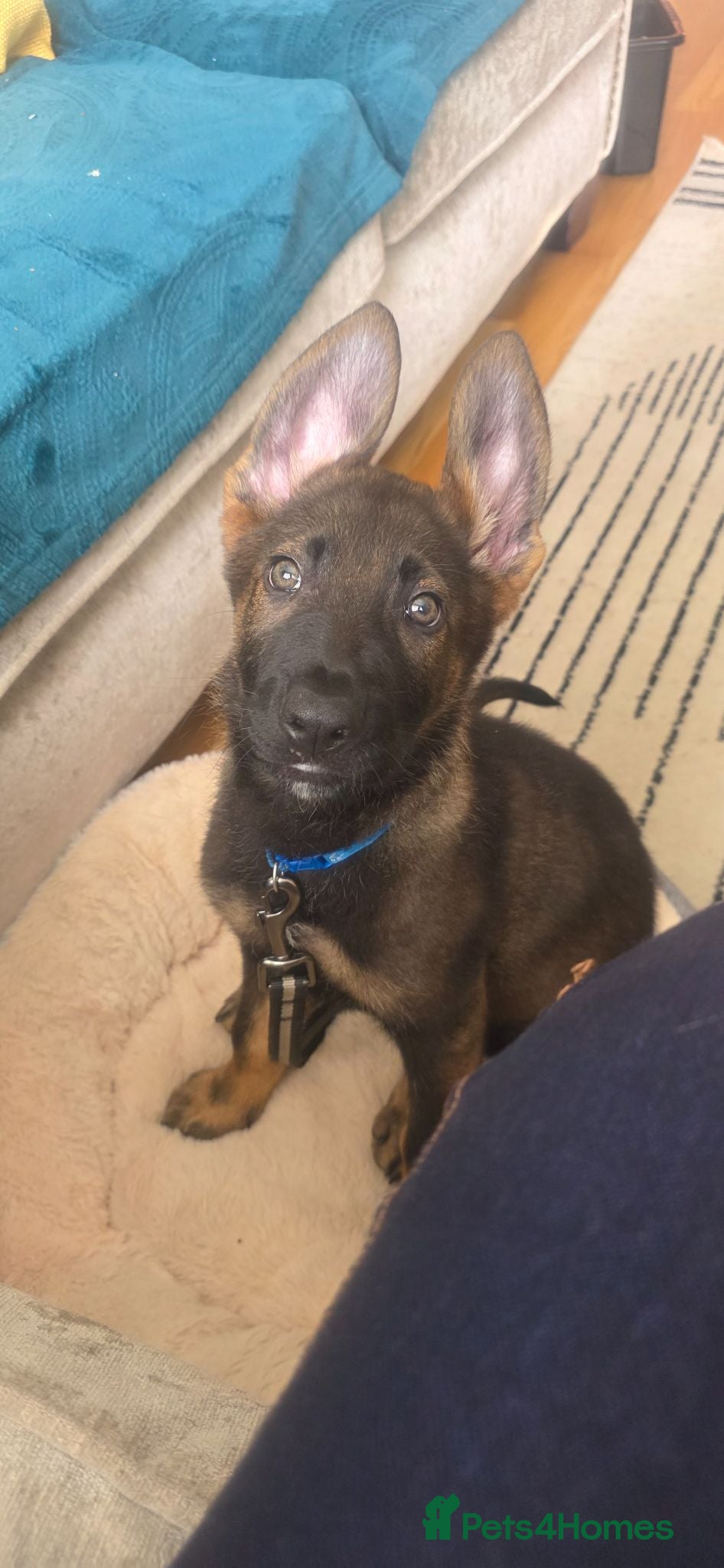 German Shepherd dogs Raife a 12 Week Old Puppy Needing Rehoming - Advert 6