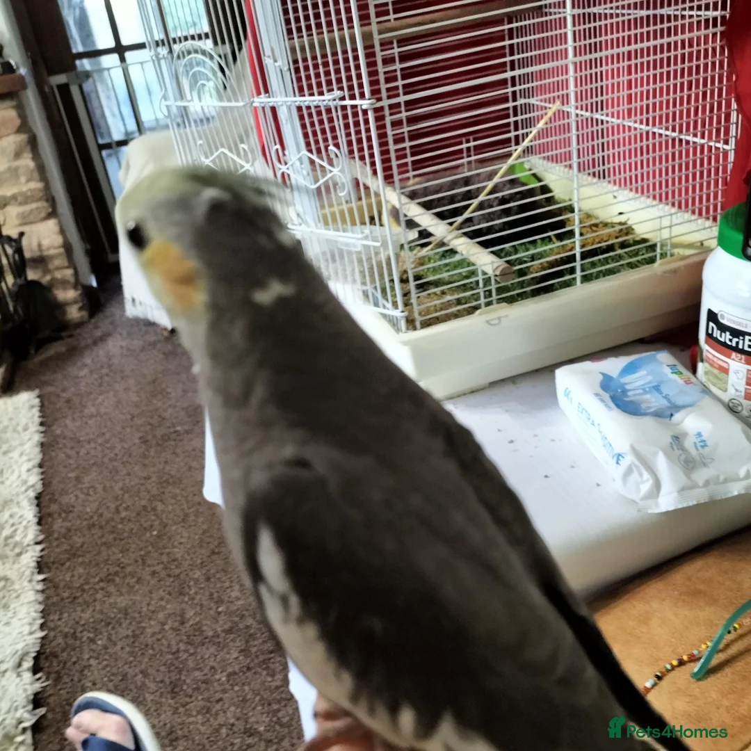 Cockatiels birds for sale: Hand Reared Cockatiel - Advert 6