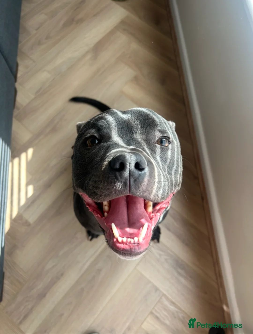 Staffordshire Bull Terrier dogs for sale: Staffordshire Bull Terrier - Advert 1