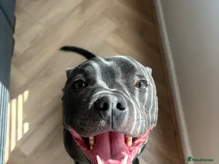 Staffordshire Bull Terrier dogs Staffordshire Bull Terrier - Advert 1