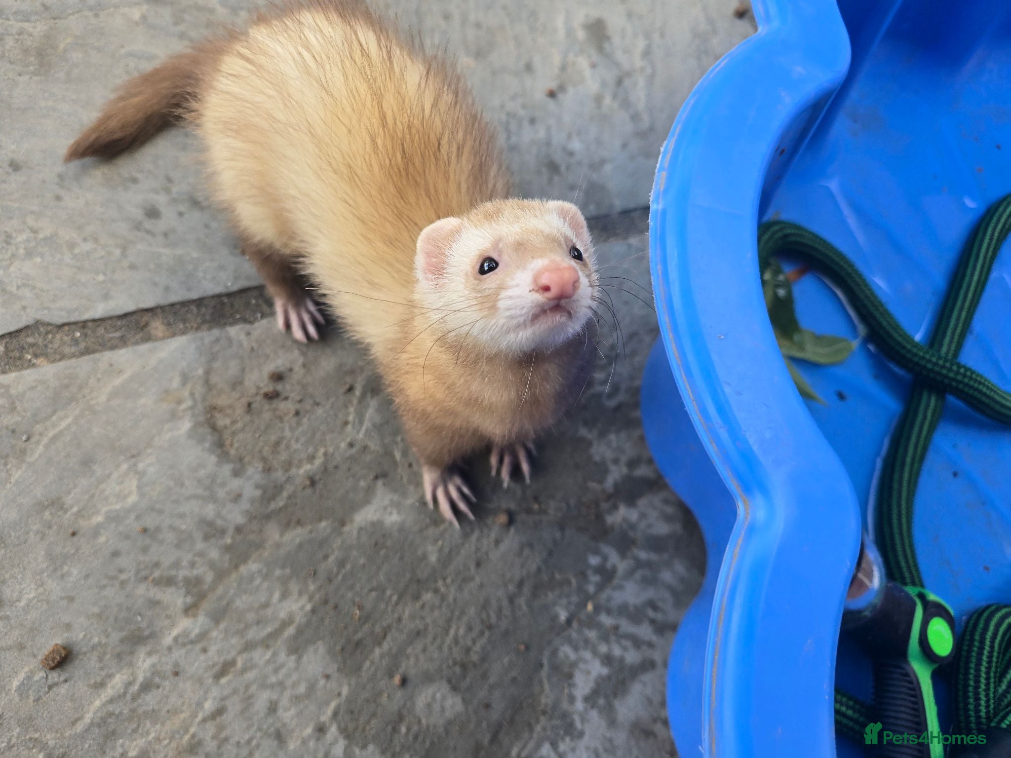 Ferret rodents Male & Female Pair Looking For Forever Homes  - Advert 2