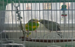 Budgerigars birds for sale: Friendly Budgies Looking for a New Home - Advert 7