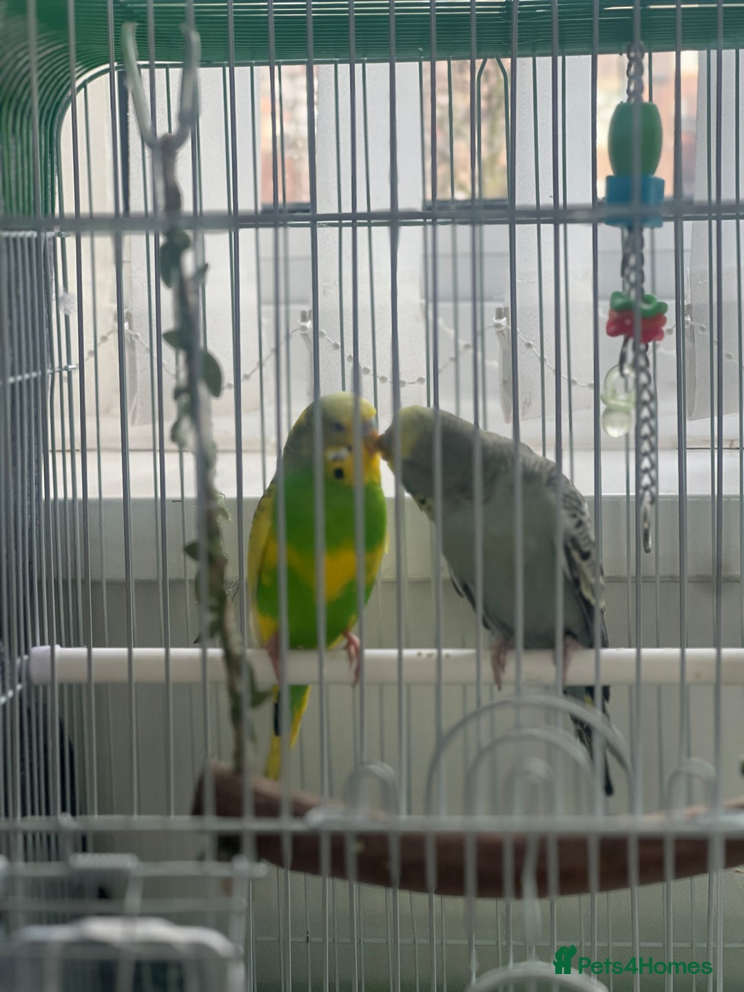 Budgerigars birds for sale: Friendly Budgies Looking for a New Home - Advert 7