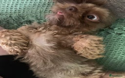 Shih Tzu dogs for sale: Two Female Shihtzu  - Image 3