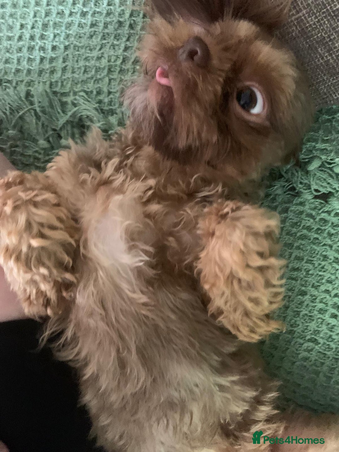 Shih Tzu dogs for sale: Two Female Shihtzu  - Image 3