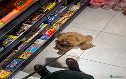 Miniature Poodle dogs for sale: Ollie needs a forever home - Image 3