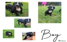 Mixed Breed dogs for sale: Ready to collect – Cane Corso puppies  - Image 6