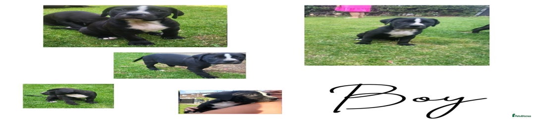 Puppy 5