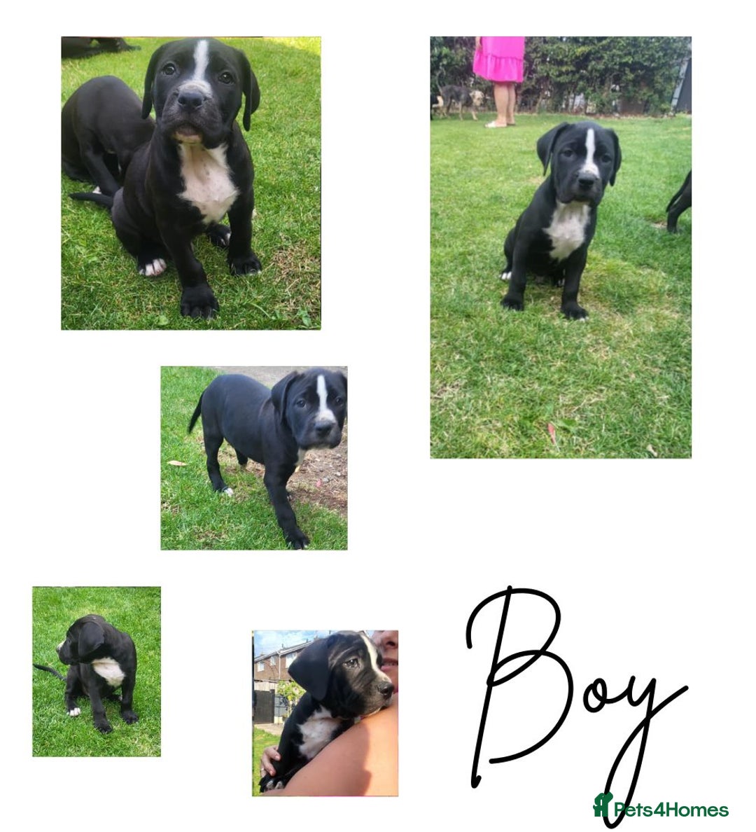 Mixed Breed dogs for sale: Ready to collect – Cane Corso puppies  - Image 6