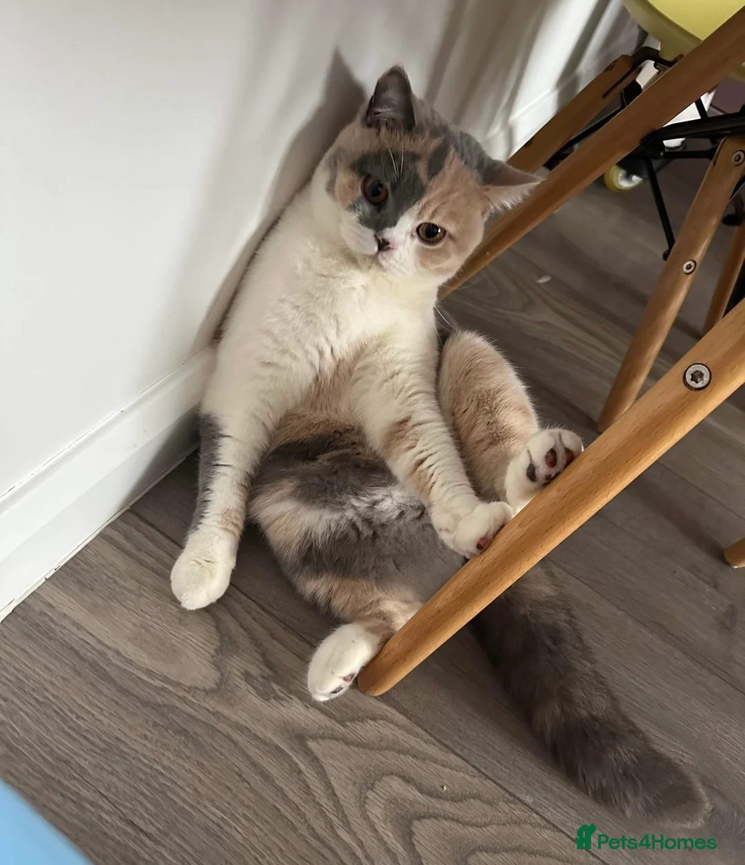 British Shorthair cats for sale: British Shorthair Chunky kittens - Advert 34