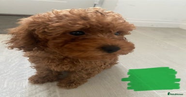 Cavapoo dogs - Advert 8