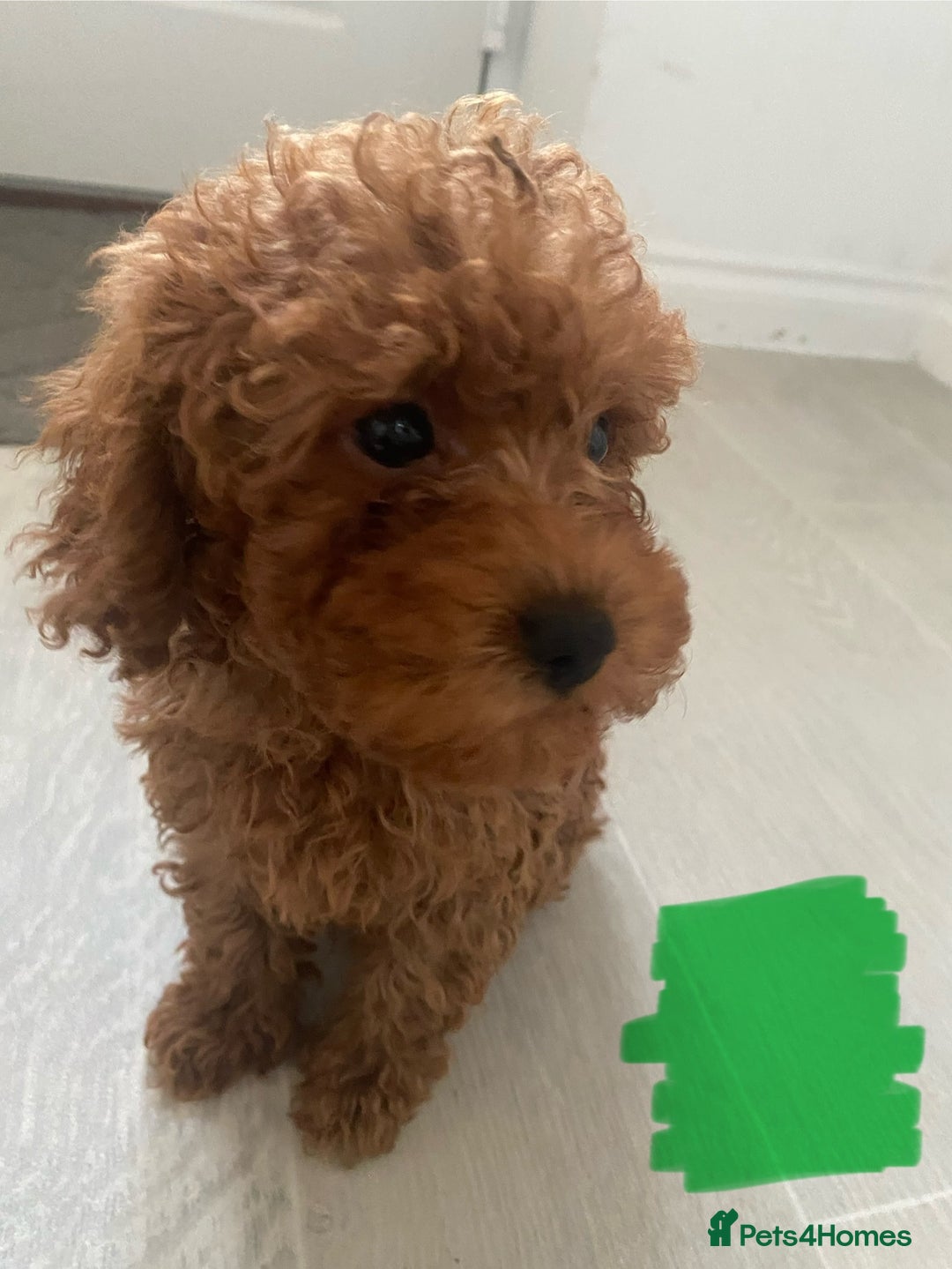 Cavapoo dogs for sale: Health Tested - Toy Cavapoo’s F1b  - Image 2