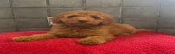 Miniature Poodle dogs for sale: Stunning Fox Red Minature Poodle Pups  - Advert 19