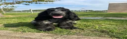 Cocker Spaniel dogs for sale: 2 Year old Male Cocker Spaniel - Advert 3