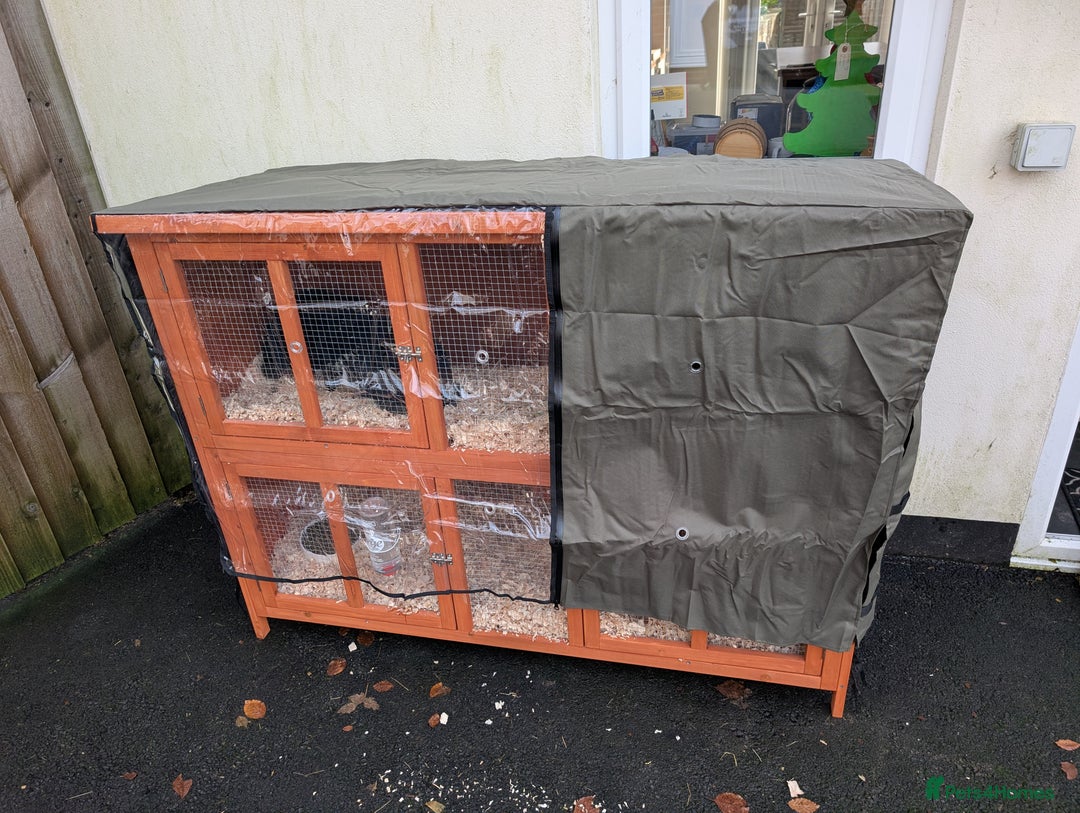 Mini Lop rabbits for sale: Rabbits for sale with everything  - Advert 8