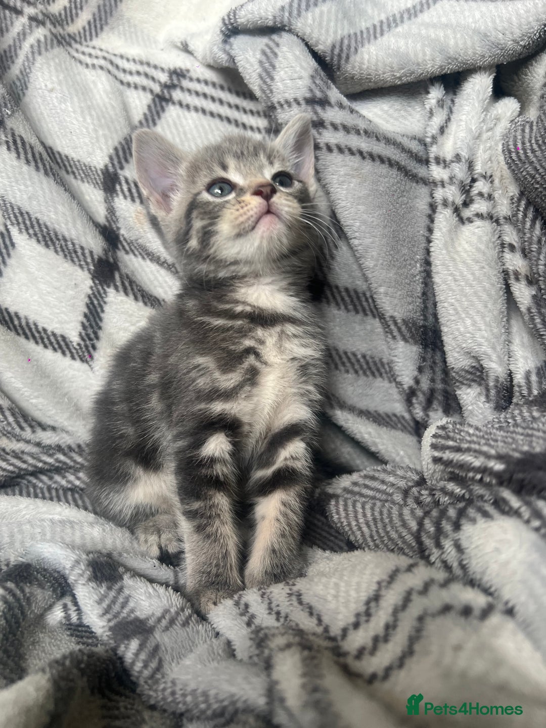 Mixed Breed cats for sale: chunky kittens - Image 17