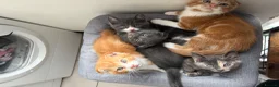 Scottish Fold cats for sale: 2 Scottish Fold Kittens - Advert 20