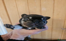 French Bulldog dogs for sale: ⚡️Exquisite 🌈 Pedigree French Bulldog Puppies ⚡️ - Image 10