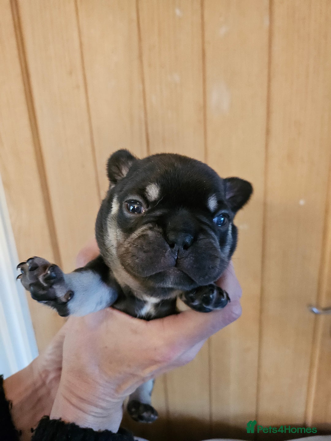 French Bulldog dogs for sale: ⚡️Exquisite 🌈 Pedigree French Bulldog Puppies ⚡️ - Image 10