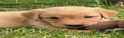 Goldador dogs for sale: Goldador puppies in Bishop Auckland - Advert 6
